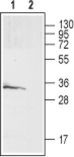 GALR3 (extracellular) Polyclonal Antibody, Invitrogen 50 &mu;L; Unconjugated:Antibodies,