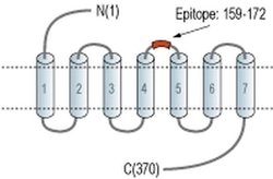 GALR3 (extracellular) Polyclonal Antibody, Invitrogen 50 &mu;L; Unconjugated:Antibodies,