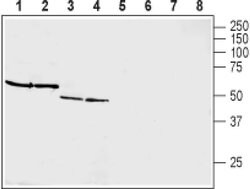 GIPR (extracellular) Polyclonal Antibody, Invitrogen 50 &mu;L; Unconjugated:Antibodies,