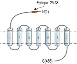GIPR (extracellular) Polyclonal Antibody, Invitrogen 50 &mu;L; Unconjugated:Antibodies,