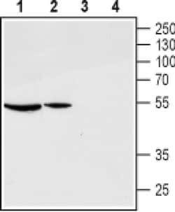 GnRHR (extracellular) Polyclonal Antibody, Invitrogen 50 &mu;L; Unconjugated:Antibodies,