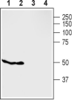GPR119 Polyclonal Antibody, Invitrogen 50 &mu;L; Unconjugated:Antibodies,