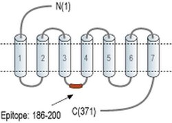 GPR119 Polyclonal Antibody, Invitrogen 50 &mu;L; Unconjugated:Antibodies,