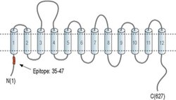 SLC6A11 Polyclonal Antibody, Invitrogen 50 &mu;L; Unconjugated:Antibodies,