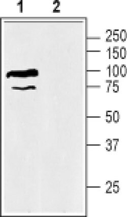 SLC6A12 Polyclonal Antibody, Invitrogen 50 &mu;L; Unconjugated:Antibodies,