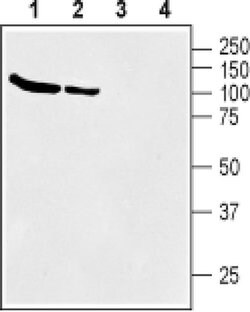 SLC6A12 Polyclonal Antibody, Invitrogen 50 &mu;L; Unconjugated:Antibodies,