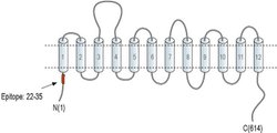 SLC6A12 Polyclonal Antibody, Invitrogen 50 &mu;L; Unconjugated:Antibodies,
