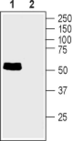 TAUT Polyclonal Antibody, Invitrogen 50 &mu;L; Unconjugated:Antibodies,