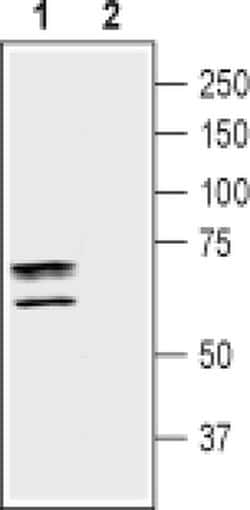 TAUT Polyclonal Antibody, Invitrogen 50 &mu;L; Unconjugated:Antibodies,