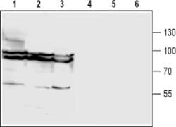 GlyT1 (extracellular) Polyclonal Antibody, Invitrogen 50 &mu;L; Unconjugated:Antibodies,