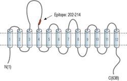 GlyT1 (extracellular) Polyclonal Antibody, Invitrogen 50 &mu;L; Unconjugated:Antibodies,