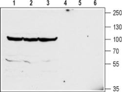 GlyT2 (extracellular) Polyclonal Antibody, Invitrogen 50 &mu;L; Unconjugated:Antibodies,