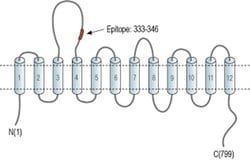 GlyT2 (extracellular) Polyclonal Antibody, Invitrogen 50 &mu;L; Unconjugated:Antibodies,
