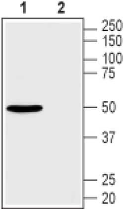 GLUT2 Polyclonal Antibody, Invitrogen 50 &mu;L; Unconjugated:Antibodies,