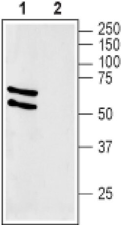 GLUT2 Polyclonal Antibody, Invitrogen 50 &mu;L; Unconjugated:Antibodies,