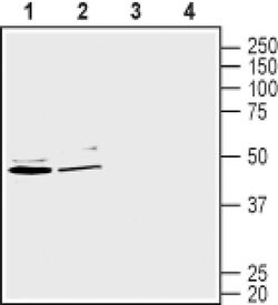 GLUT2 Polyclonal Antibody, Invitrogen 50 &mu;L; Unconjugated:Antibodies,