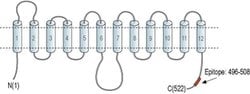 GLUT2 Polyclonal Antibody, Invitrogen 50 &mu;L; Unconjugated:Antibodies,