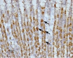 HRH2 (extracellular) Polyclonal Antibody, Invitrogen 50 &mu;L; Unconjugated:Antibodies,