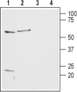 HRH2 (extracellular) Polyclonal Antibody, Invitrogen 50 &mu;L; Unconjugated:Antibodies,