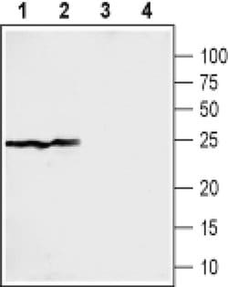 Sigma-1 Receptor Polyclonal Antibody, Invitrogen 50 &mu;L; Unconjugated:Antibodies,