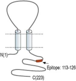 Sigma-1 Receptor Polyclonal Antibody, Invitrogen 50 &mu;L; Unconjugated:Antibodies,