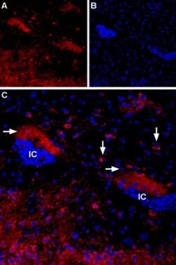 CHRM4 Polyclonal Antibody, Invitrogen 50 &mu;L; Unconjugated:Antibodies,