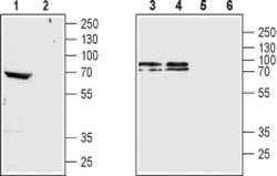 CHRM4 Polyclonal Antibody, Invitrogen 50 &mu;L; Unconjugated:Antibodies,