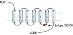 CHRM4 Polyclonal Antibody, Invitrogen 50 &mu;L; Unconjugated:Antibodies,