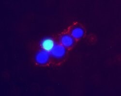 Norepinephrine Transporter (extracellular) Polyclonal Antibody, Invitrogen