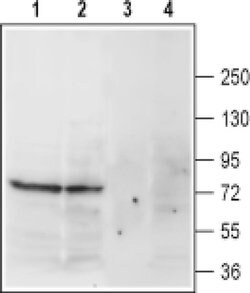 Norepinephrine Transporter (extracellular) Polyclonal Antibody, Invitrogen