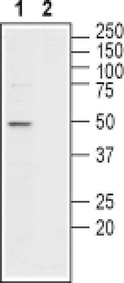 MCT2 Polyclonal Antibody, Invitrogen 50 &mu;L; Unconjugated:Antibodies,