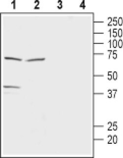 MCT2 Polyclonal Antibody, Invitrogen 50 &mu;L; Unconjugated:Antibodies,