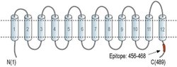 MCT2 Polyclonal Antibody, Invitrogen 50 &mu;L; Unconjugated:Antibodies,