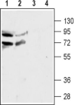 CHRNA4 (extracellular) Polyclonal Antibody, Invitrogen 50 &mu;L; Unconjugated:Antibodies,