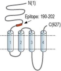 CHRNA4 (extracellular) Polyclonal Antibody, Invitrogen 50 &mu;L; Unconjugated:Antibodies,