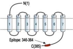 NPY2R Polyclonal Antibody, Invitrogen 50 &mu;L; Unconjugated:Antibodies,