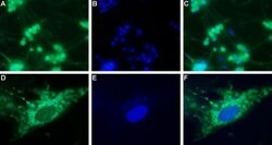 NPY4R Polyclonal Antibody, Invitrogen 50 &mu;L; Unconjugated:Antibodies,