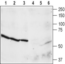 NPY4R Polyclonal Antibody, Invitrogen 50 &mu;L; Unconjugated:Antibodies,