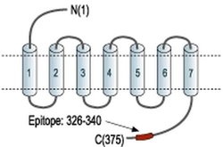 NPY4R Polyclonal Antibody, Invitrogen 50 &mu;L; Unconjugated:Antibodies,