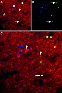NPY5R Polyclonal Antibody, Invitrogen 50 &mu;L; Unconjugated:Antibodies,