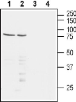 Nectin 1 (extracellular) Polyclonal Antibody, Invitrogen 50 &mu;L | Buy Online | Invitrogen | Fisher Scientific