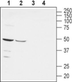 Nectin 1 (extracellular) Polyclonal Antibody, Invitrogen 50 &mu;L | Buy Online | Invitrogen | Fisher Scientific