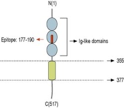 Nectin 1 (extracellular) Polyclonal Antibody, Invitrogen 50 &mu;L | Buy Online | Invitrogen | Fisher Scientific