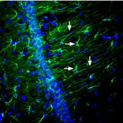 Nectin 2 (extracellular) Polyclonal Antibody, Invitrogen 50 &mu;L; Unconjugated:Antibodies,