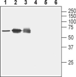 Nectin 2 (extracellular) Polyclonal Antibody, Invitrogen 50 &mu;L; Unconjugated:Antibodies,