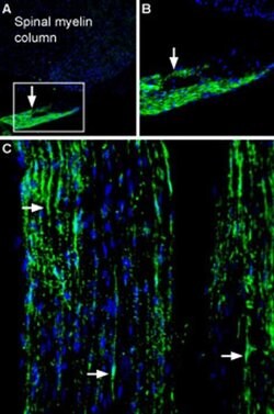 PRX Polyclonal Antibody, Invitrogen 50 &mu;L; Unconjugated:Antibodies,