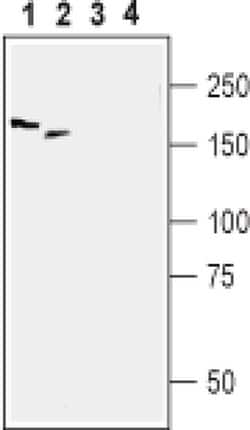 PRX Polyclonal Antibody, Invitrogen 50 &mu;L; Unconjugated:Antibodies,