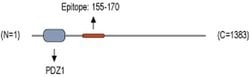 PRX Polyclonal Antibody, Invitrogen 50 &mu;L; Unconjugated:Antibodies,