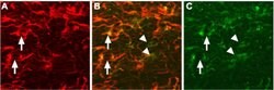 proNGF Polyclonal Antibody, Invitrogen 50 &mu;L; Unconjugated:Antibodies,
