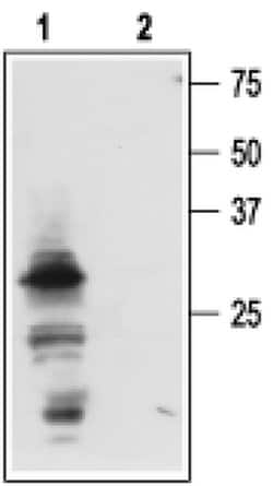 proNGF Polyclonal Antibody, Invitrogen 50 &mu;L; Unconjugated:Antibodies,